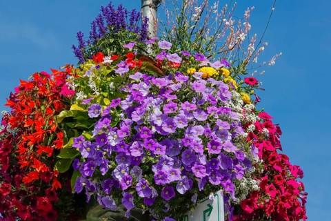 Historic old town, flower decoration, petunias (Petunia), university town, Tübingen,