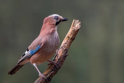 Eurasian jay (Garrulus glandarius), sitting on a branch, Terfens, Tyrol, Austria, Europe
