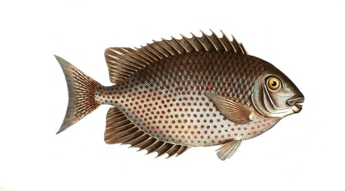 Fish, Fishes, Genus Butterflyfish, Butterflyfish, Chaetodon guttatus, the spotted clownfish,
