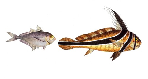 Fish, fish, left: Group of perch relatives, Scomber Kleinii, the small mackerel, Klein's Mackrel.