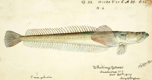 Crapatulus novaezealandiae, Sand stargazer, fish, reproduction of an original, by Frank Edward