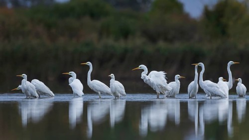 Great White Egret (Ardea alba) Foraging, migratory bird, fishing, hunting, winter visitor, passage