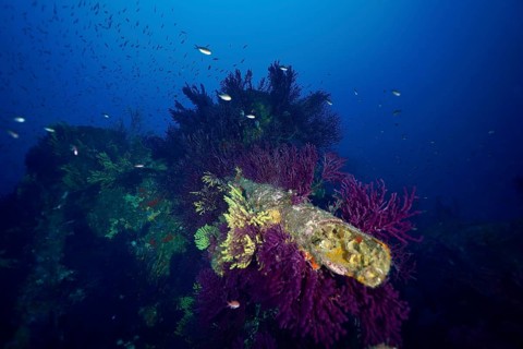 Underwater image of a wreck, overgrown with colourful corals, Violescent sea-whip (Paramuricea