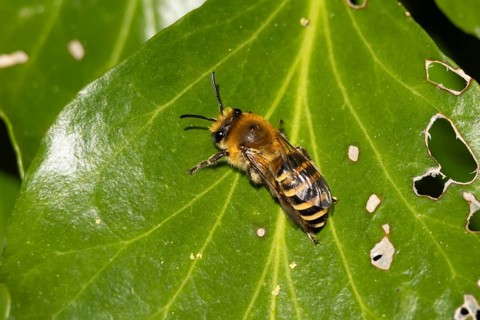Ivy bee (Colletes hederae) adult insect on an ivy plant leaf in the summer, England, United