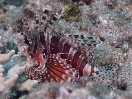 A striped fish, zebra lionfish (Dendrochirus zebra), camouflages itself in the coral reef, dive