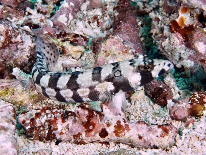 An eye-striped sand perch (Parapercis tetracantha) with black and white pattern on coral bottom,