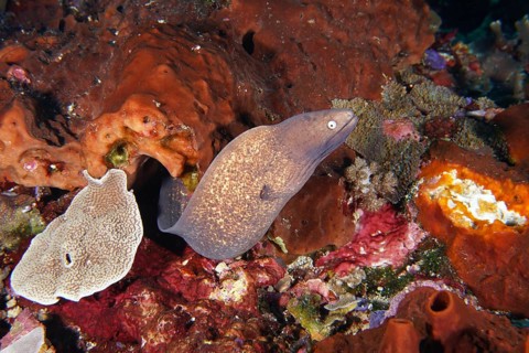 A moray eel, white-eyed moray eel (Gymnothorax thyrsoideus) winds its way through a lively
