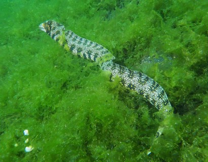 A moray eel, star-spotted moray eel (Echidna nebulosa), wriggling through dense green algae, dive