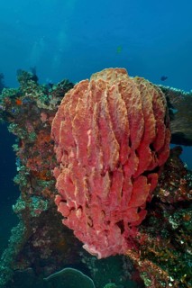 Barrel sponge, barrel sponge (Xestospongia testudinaria) underwater on a shipwreck in the ocean,