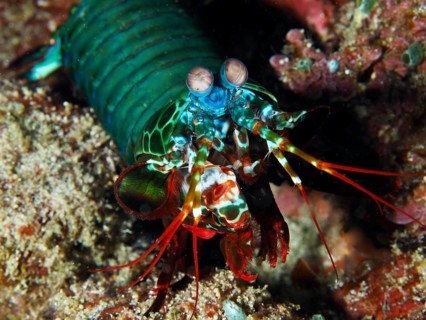 Close-up of a mantis shrimp with striking eyes and bright colours, clown mantis shrimp