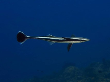 A streamlined fish, Live sharksucker (Echeneis naucrates), swimming alone in the deep blue ocean,