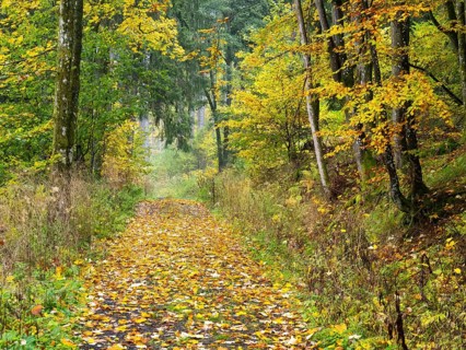 Woodland path, covered in autumn leaves, beside the Schwartzbach stream, in the Rhön UNESCO