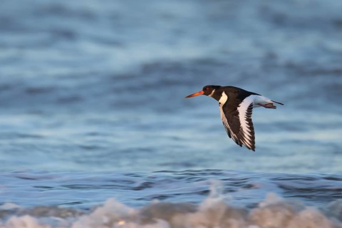 Eurasian oystercatcher (Haematopus ostralegus) adult bird flying over the sea, England, United