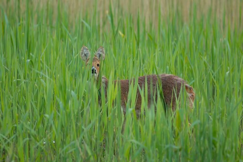 Chinese water deer (Hydropotes inermis) adult animal amongst reeds of a reedbed, England, United