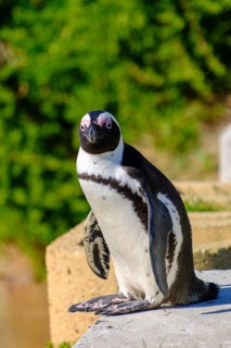 African penguin, Boulders Penguin Colony, Simons Town, Cape Town, Cape Island, South Africa, Africa