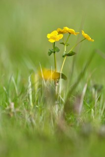 Marsh marigold (Caltha palustris), flowers of wetland biotopes, yellow flower, Flusslandschaft
