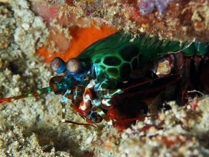 Green clown mantis shrimp (Odontodactylus scyllarus) in bright colours hidden in the sand, dive