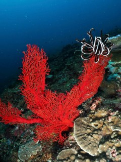 Bright red corals, Red knot fan (Melithaea ochracea), and Red feather star in a diverse underwater