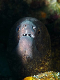Close-up of a sooty moray eel (Gymnothorax flavimarginatus) peeking out of the shadow of a cave,