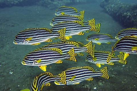 A school of yellow-black striped fish, Oriental sweetlips (Plectorhinchus vittatus), swimming above