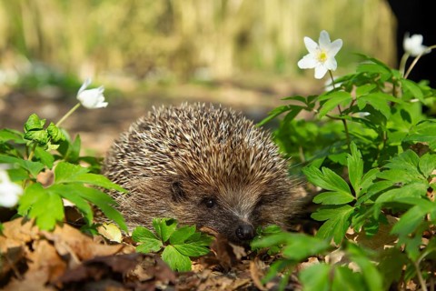 European hedgehog (Erinaceus europaeus) adult animal in a woodland with flowering Wood anemone