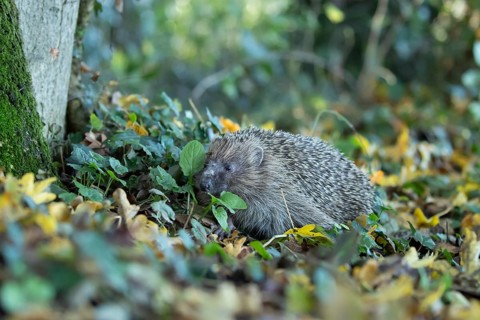 European hedgehog (Erinaceus europaeus) adult animal in a woodland, England, United Kingdom, Europe
