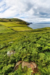 Green coastline between Ballycastle and Ballintoy overlooking the sea, Ferns, Causeway Coastal