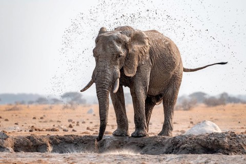 African elephant (Loxodonta africana), bathing at a waterhole, spraying water from its trunk, Nxai