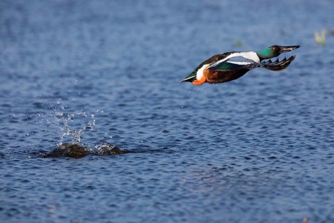 Northern Shoveler (Anas clypeata), male duck taking off in flight from lake, in display flight,