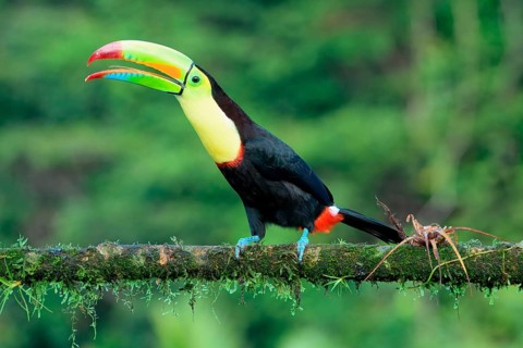 Keel-billed toucan (Ramphastos sulfuratus), sitting on a branch, Costa Rica, Central America