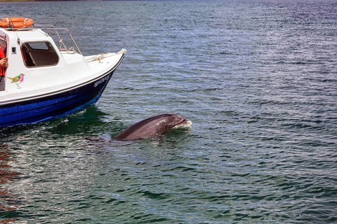 Famous dolphin Fungie swims next to a boat, boat tour, dolphin and whale watching, Dingle Bay,
