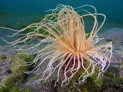 Filigree cylinder rose (Cerianthus filiformis) with long tentacles and sand in the background, dive