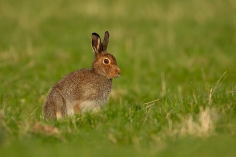 Mountain hare (Lepus timidus) adult animal in its summer coat on a hillside meadow, Cairngorm