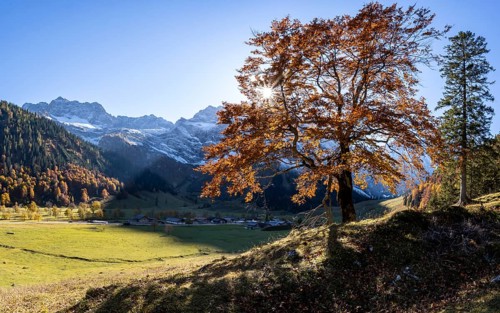 Beech with autumnal red foliage and sun star, Großer Ahornboden in autumn, rocky mountain peaks in