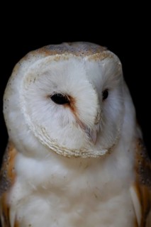 Barn owl (Tyto alba) adult bird head portrait, England, United Kingdom, Europe