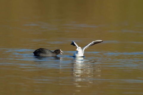 Eurasian coot (Fulica atra) and Black-headed gull (Chroicocephalus ridibundus) adult birds on a