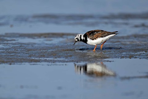 Turnstone (Arenaria interpres), foraging in the mudflats at low tide, Texel, North Holland,