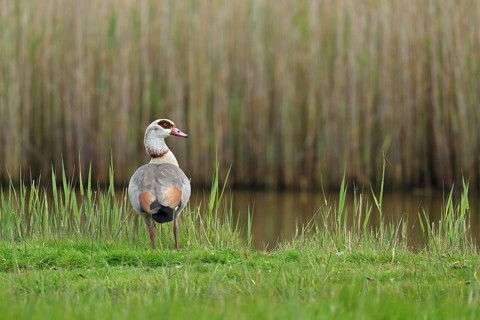 Egyptian goose (Alopochen aegyptiaca), male standing at the edge of a pond, Texel, West Frisian