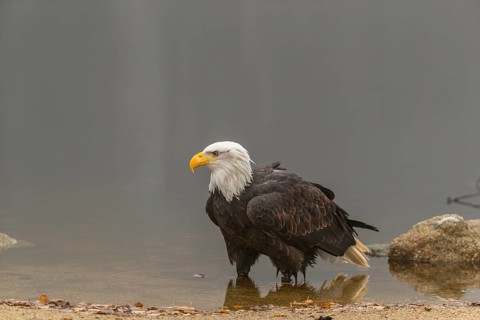 One Bald Eagle, Haliaeetus leucocephalus, standing in the shallow water ashore a small pond on a