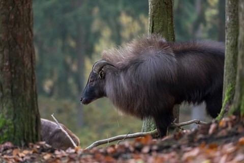 One male Himalayan Tahr (Hemitragus jemlahicus) standing in a forest. Green and yellow forest in