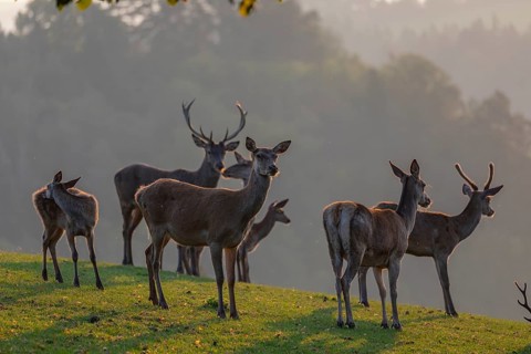 A herd of red deer (Cervus elaphus) standing on a meadow in backlit condition. Fog in the