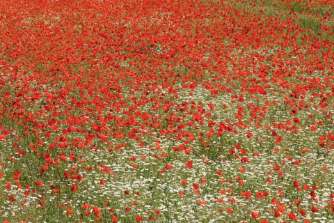 Field of marguerite and red poppy