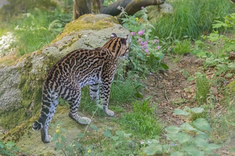 One Ocelot, Leopardus pardalis, walking on green grass with green vegetation in the background