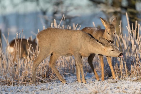 Roe deer standing in hoar frosted dead stinging nettle at minus 15 °C at sunrise. Licking off the