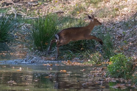 Vietnamese Sika Deer doe, Cervus nippon pseudaxis, running through a shallow pond with green reed