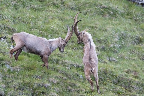 Two adult ibex (Capra ibex) play fighting on 2500 m sea level in the Hohe Tauern National Park