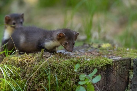 Two beech marten (Martes foina), playing on the forest floor between green vegetation