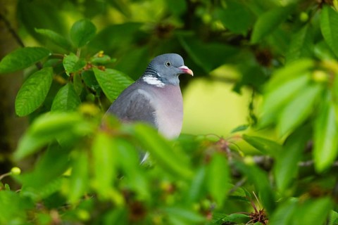 Wood Pigeon (Columba palumbus), adult bird, perched in a Cherry tree, in the rain, Hesse, Germany,