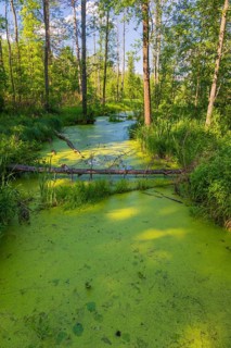 Forest creek in the Bialowieza National Park in Podlaskie Voivodeship, eastern Poland. Adjacent to