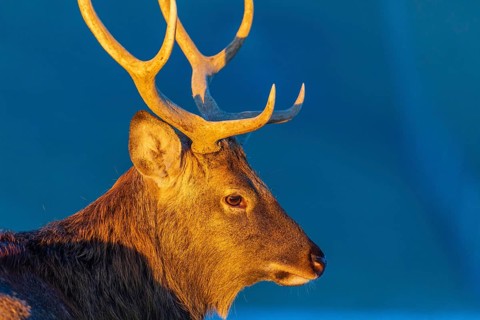 Portrait of a Dibowsky stag at sunrise, Cervus nippon hortulorum